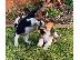 PoulaTo: Κουτάβια Beagle Tricolor\